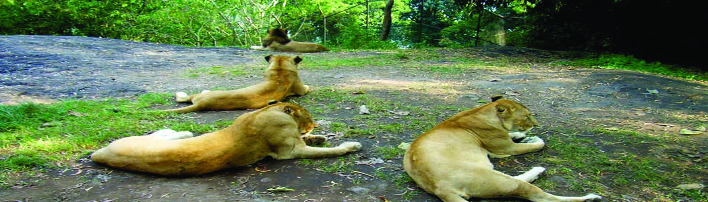 Neyyar Wildlife Sanctuary holiday packages.